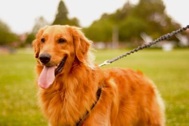 golden retriever with black leash on green grass field during daytime