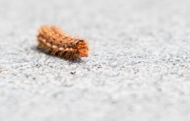 shallow focus photography brown caterpillar